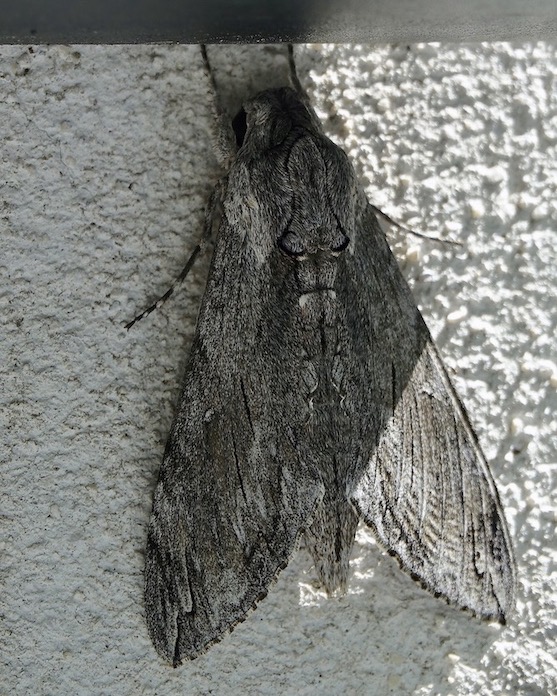convolvulus hawkmoth